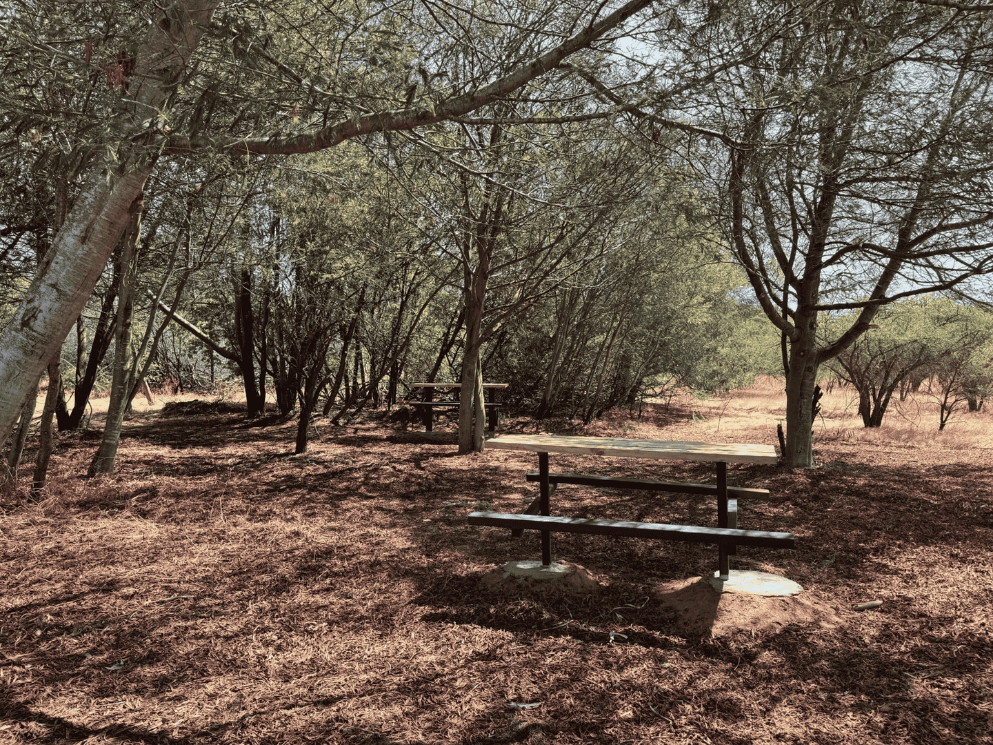 Reserva Nacional Lago Peñuelas - Sendero Los Coipos