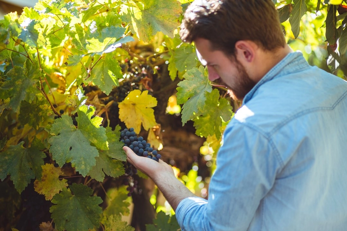 Full Day al Valle de Casablanca: Viña y Degustación con Transporte Privado