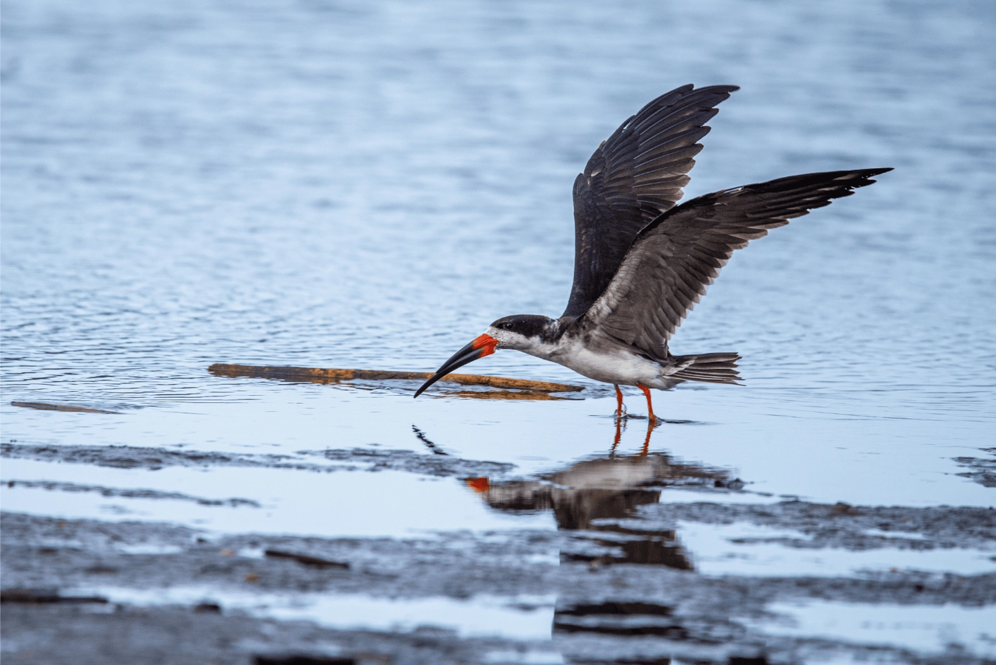 Reserva Nacional Laguna Torca