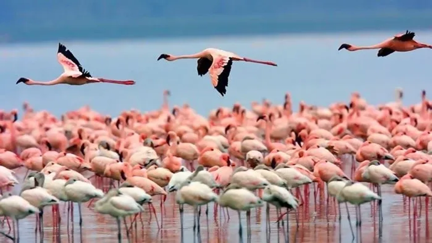 Excursión a Laguna del Toro y Avistaje de Flamenco