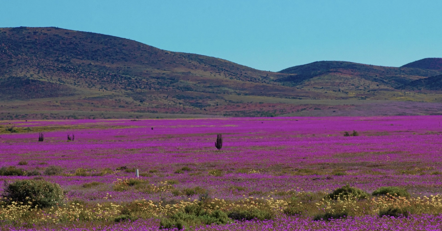 Desierto Florido en Parque Nacional Llanos de Challe desde Vallenar