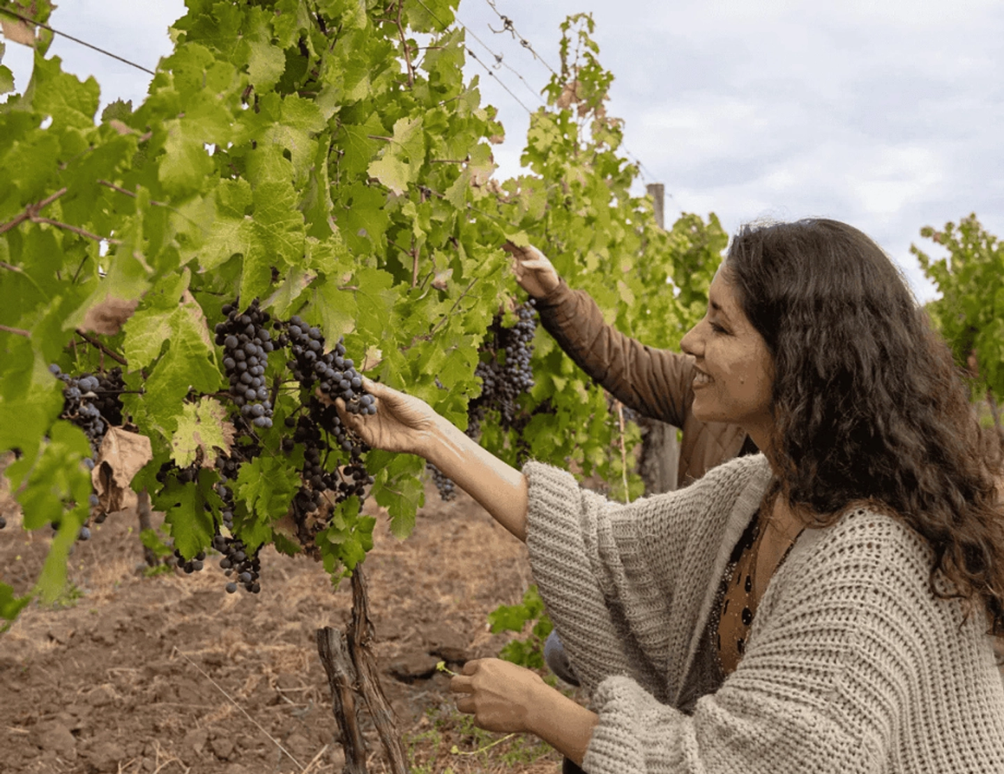 Tour emblema por Viña Maquis y degustación de Vinos