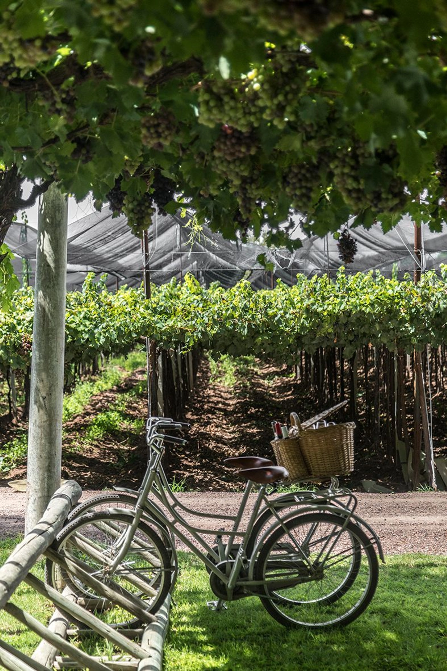 Bike & Tasting: Viñedos, Vinos y la Chacha
