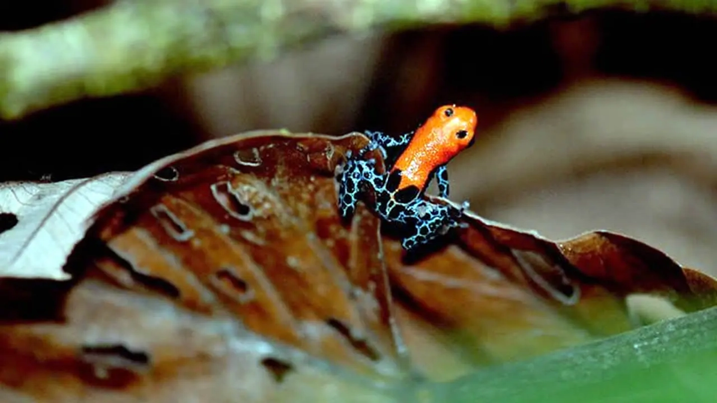 UN DIA NACIMIENTO RIO AMAZONAS VIA NAUTA