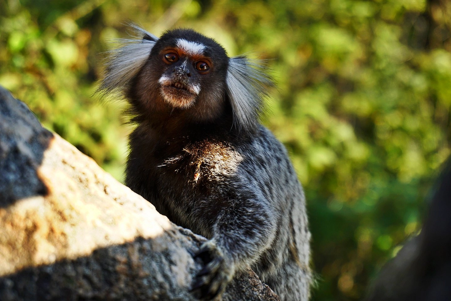 Trekking en el Pan de Azúcar en Río de Janeiro con guía experto