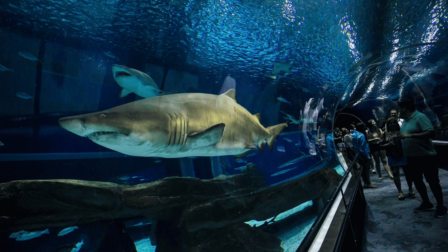 MUSEO DE MAÑANA, AQUARIO E BOULEVARD OLÍMPICO