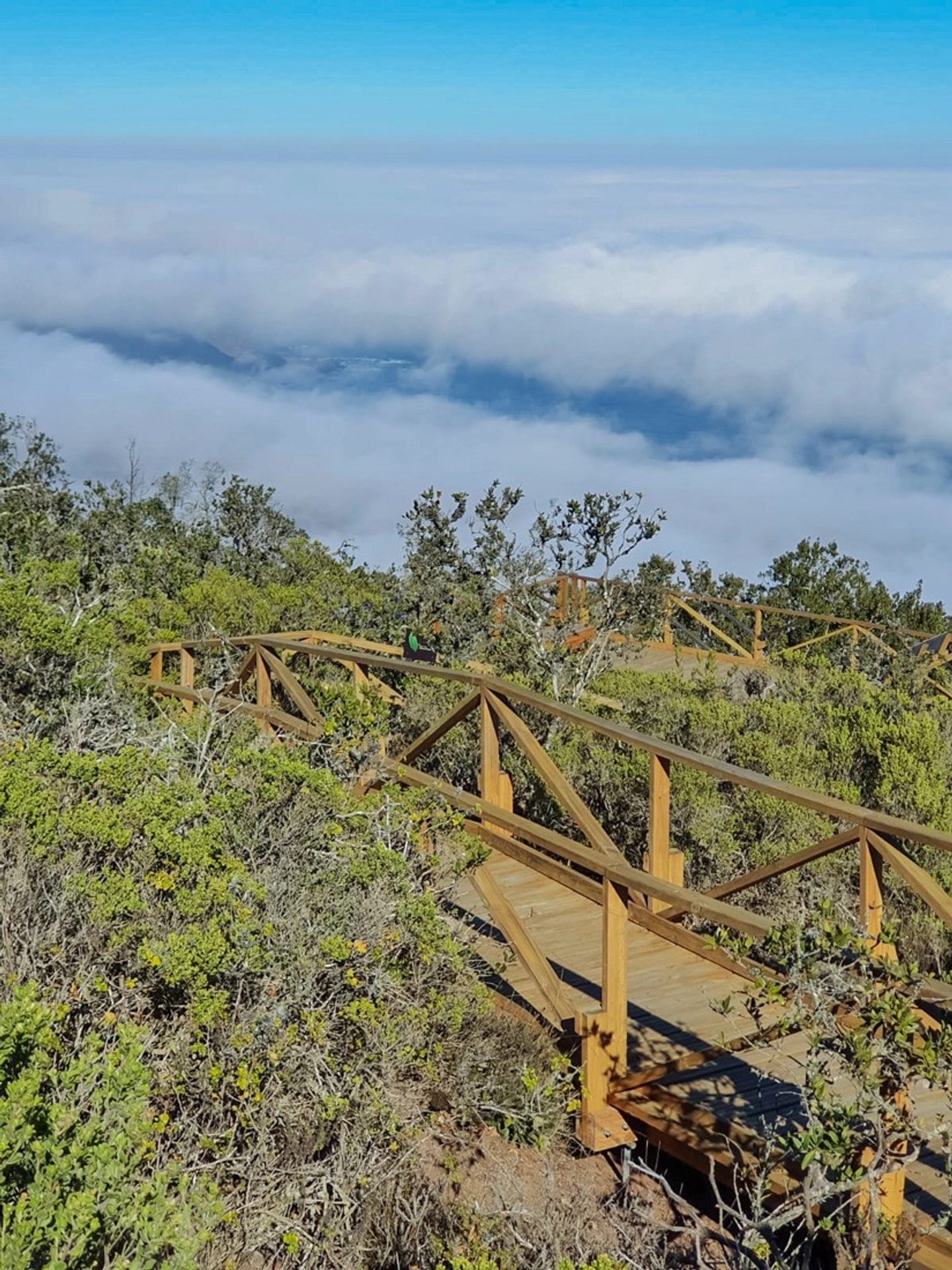 Full Day en Parque Nacional Fray Jorge y Valle del Encanto desde Ovalle