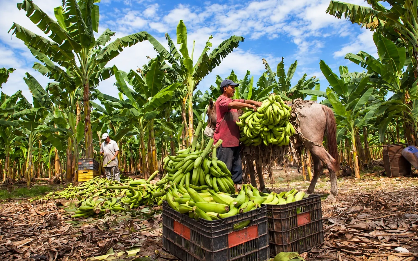 Tour gastronómico del Platano