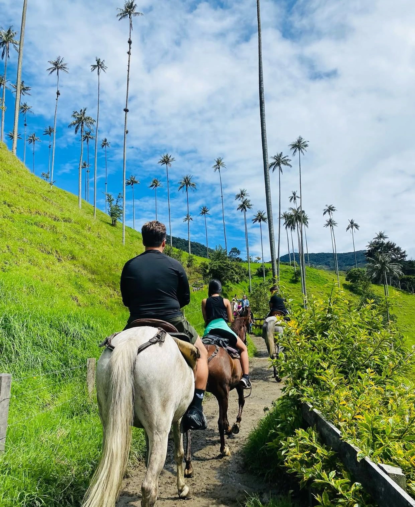 Senderismo y Cabalgata en el Valle de Cocora desde Salento
