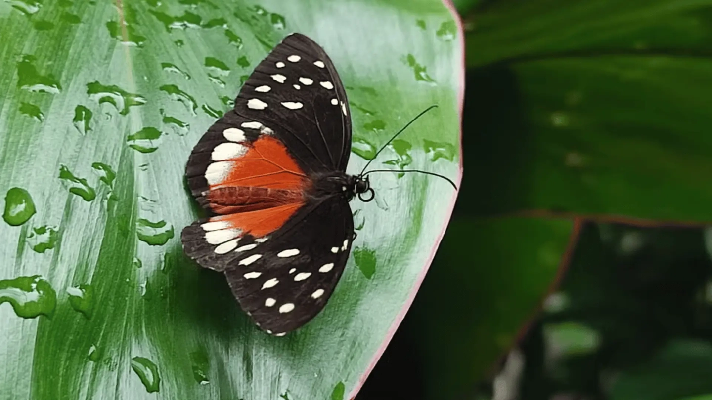 Jardín Botánico y Mariposario