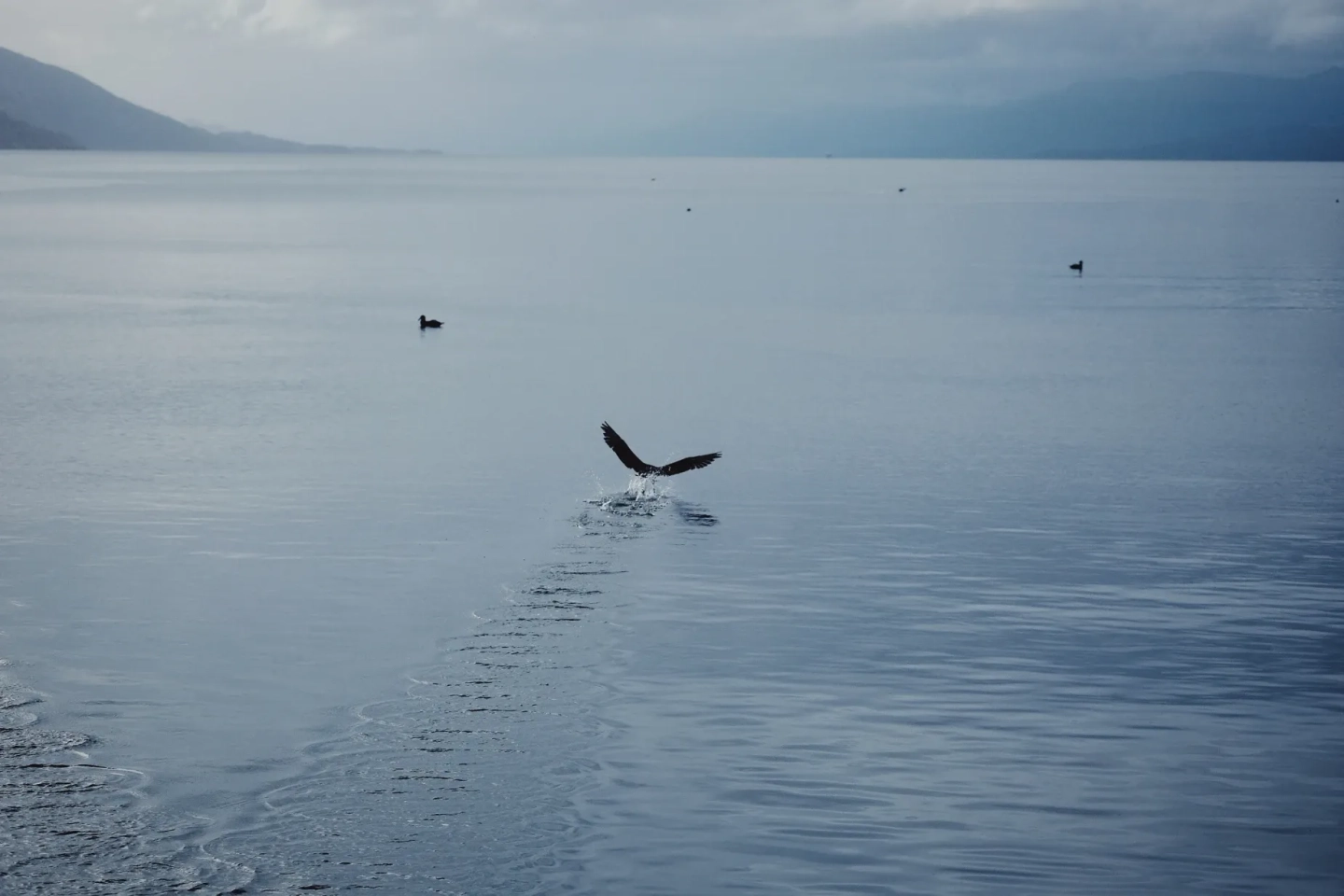 Navegación Isla Lobos, Faro y Avistaje Pingüinos