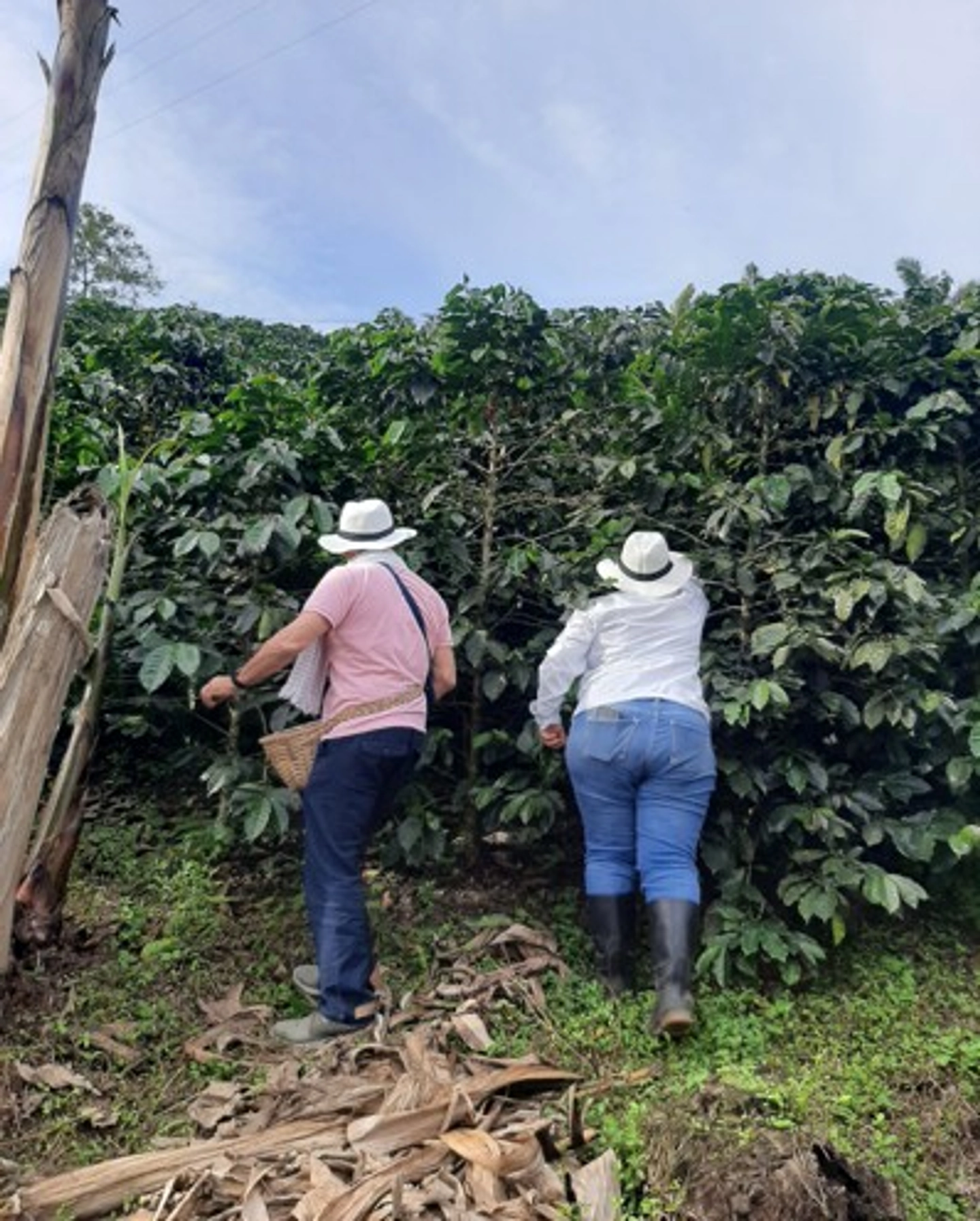 Tour de café (Quimbaya o Calarca con/sin transporte privado)