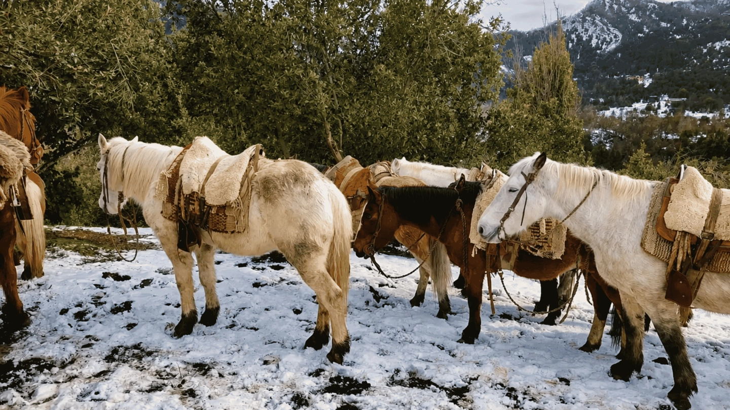 Cabalgata de Montaña hasta el Mirador de 2 horas