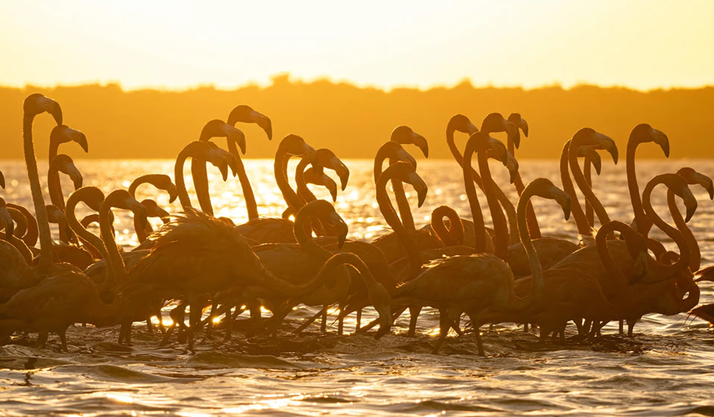 Tour a las Playas de Sisal y Celestún