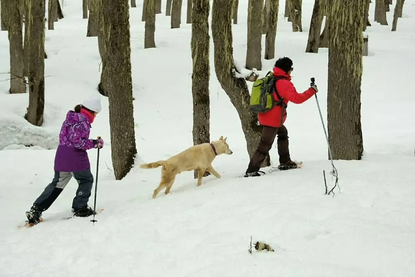Caminata Bosque Encantado con Raquetas en Chapelco