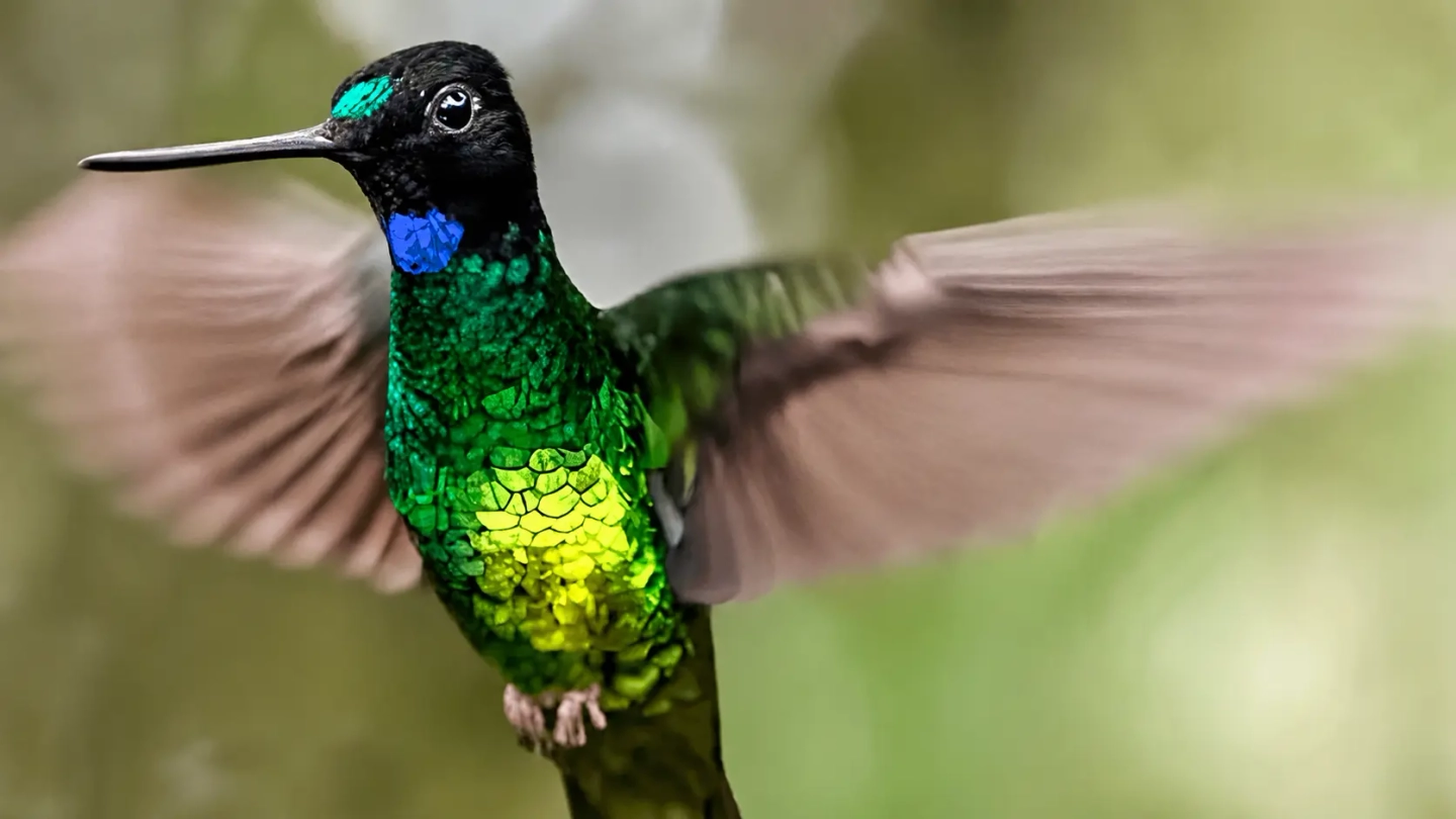 Avistamiento de Aves Dona Dora el Queremal