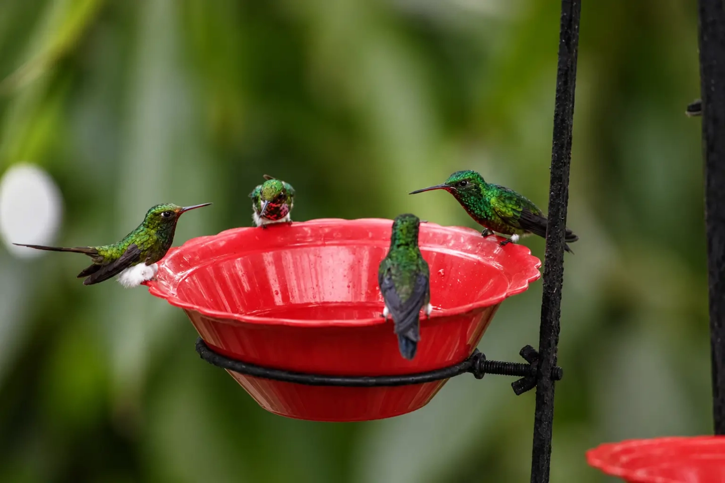 Tour Paraiso de los Colibríes, Finca Alejandría