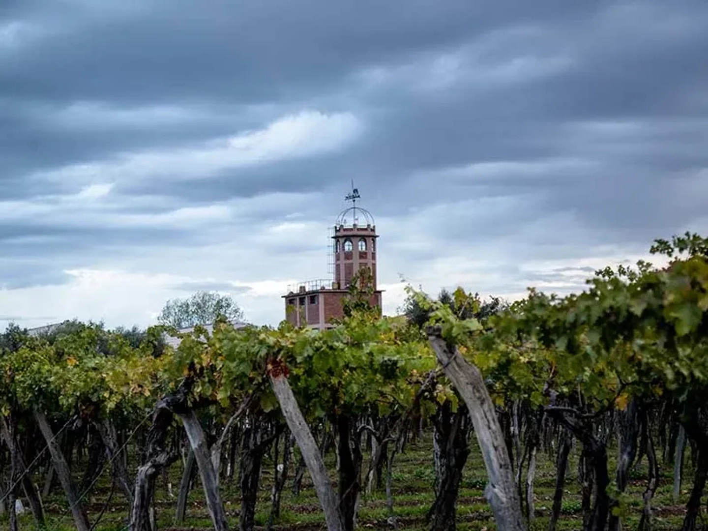 Excursión única en Bicicleta a Bodegas Familiares